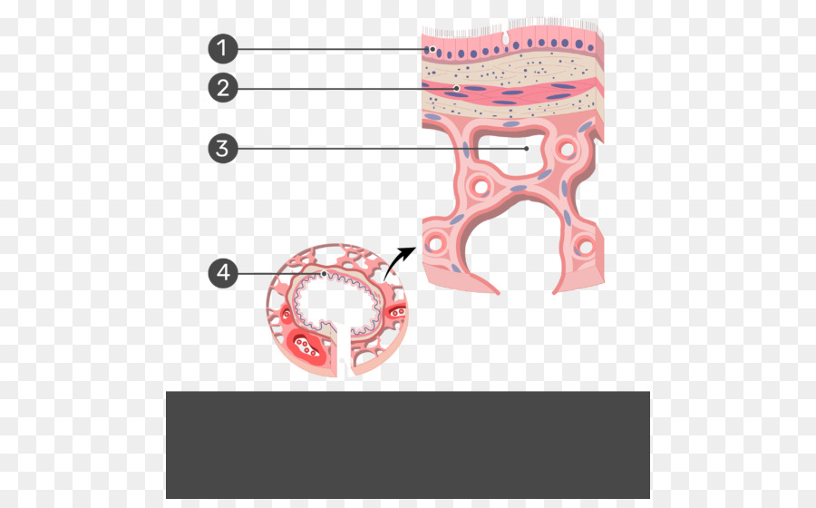 Bronchiole，التشريح PNG