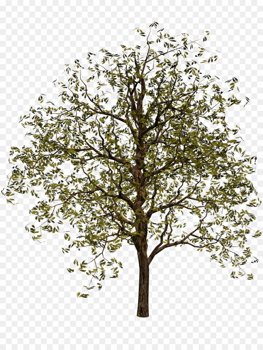 شجرة，الصورة الرقمية PNG