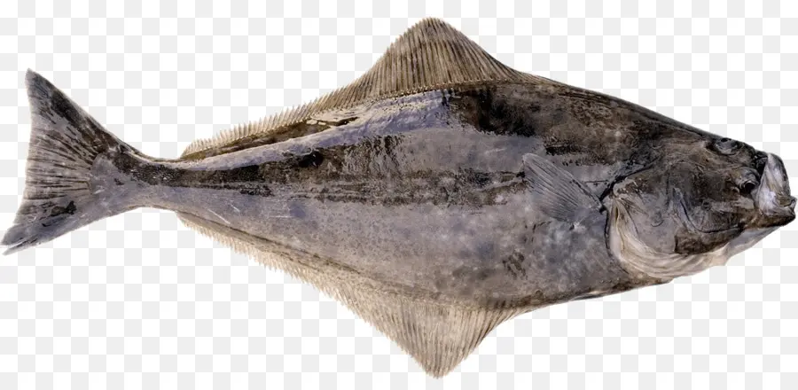 سمك الهلبوت في المحيط الهادئ，سمك الهلبوت PNG