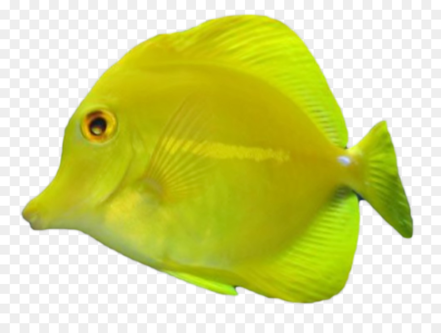الأسماك الاستوائية，أحواض السمك PNG