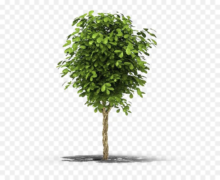 شجرة，كرمة PNG