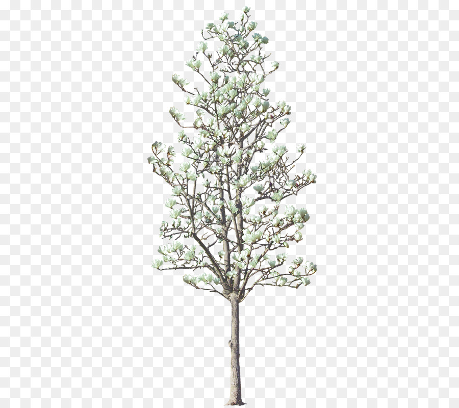 شجرة，Livistona تشينينسيس PNG