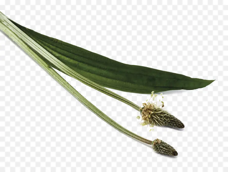 Ribwort الموز，ورقة PNG