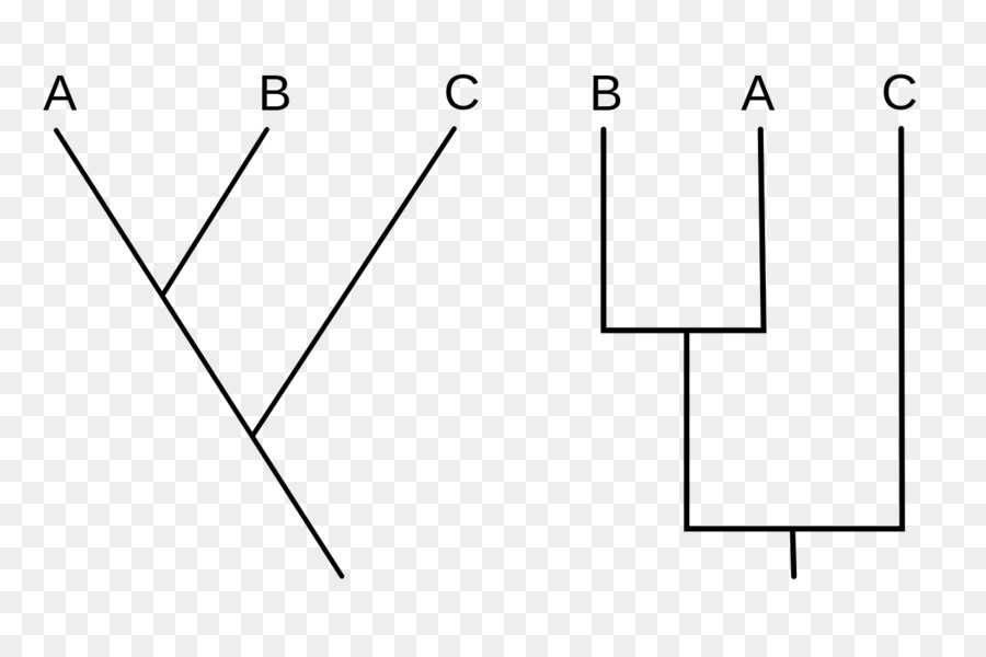 Cladogram，Cladistics PNG