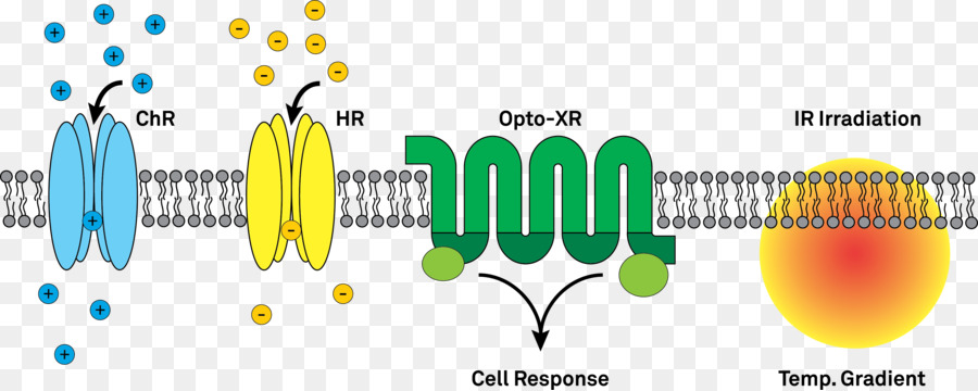 Optogenetics，Channelrhodopsin PNG