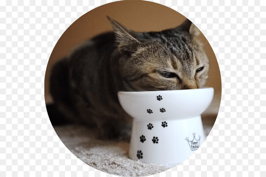 القط，القط الغذاء PNG