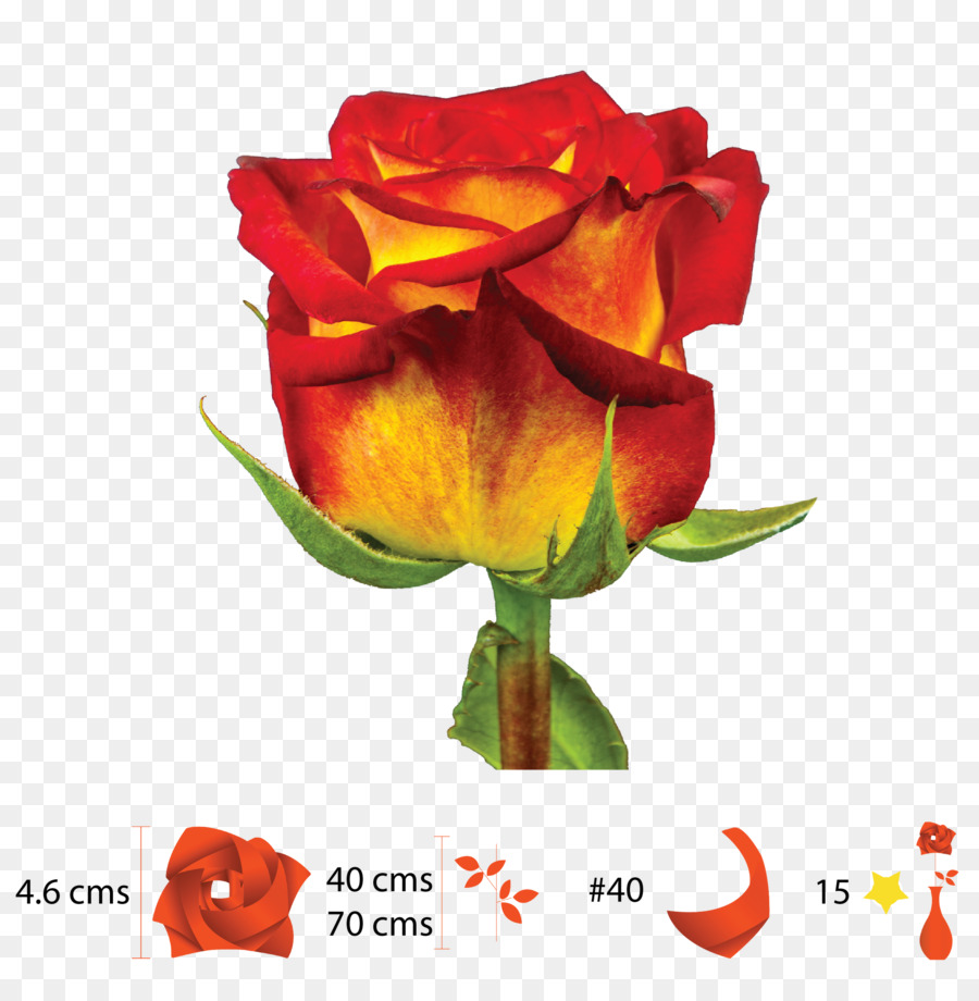 حديقة الورود，Floribunda PNG