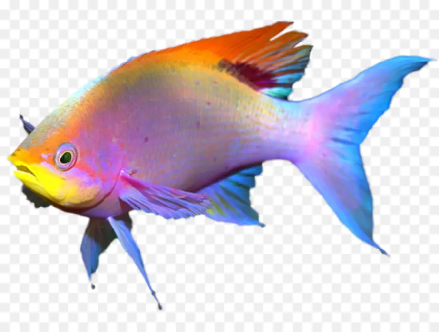 أسماك الشعاب المرجانية，سمكة PNG