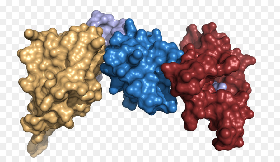 الدولية المعدلة وراثيا آلة，بنية البروتين PNG