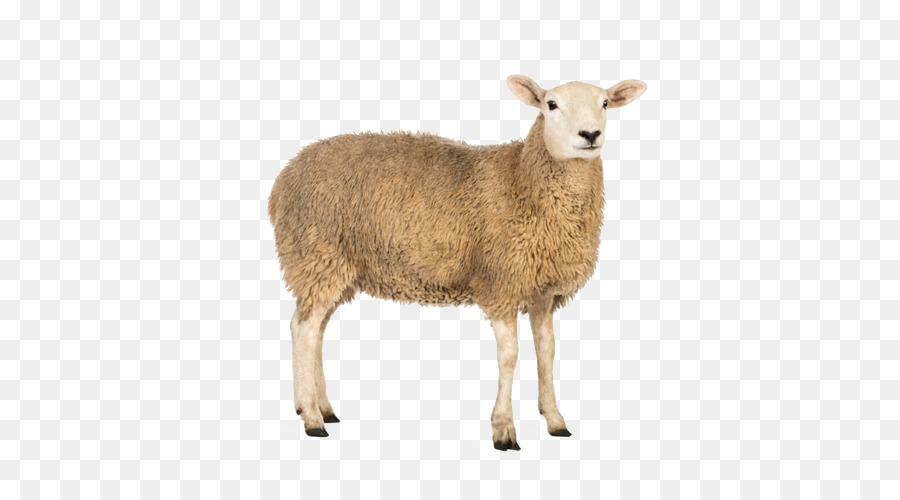 Cừu ميرينو آرل，ميرينو PNG