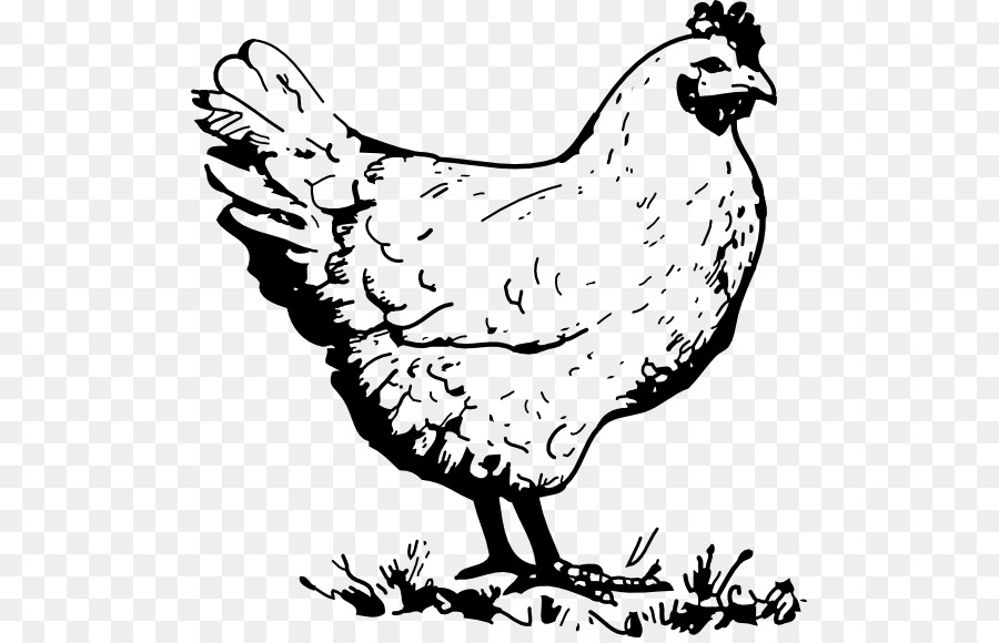 الدجاج，كتاب تلوين PNG