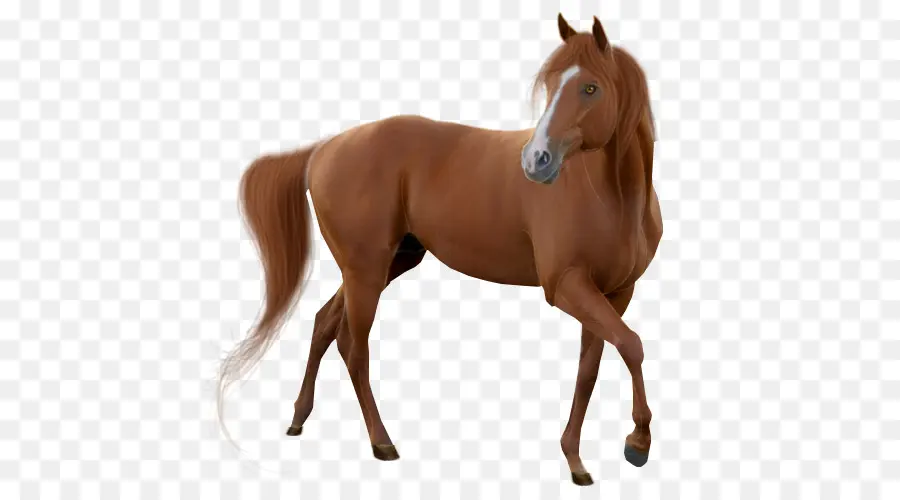الحصان，Mare PNG