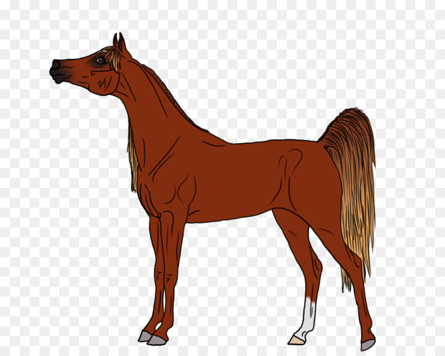 موستانج，الحصان العربي PNG