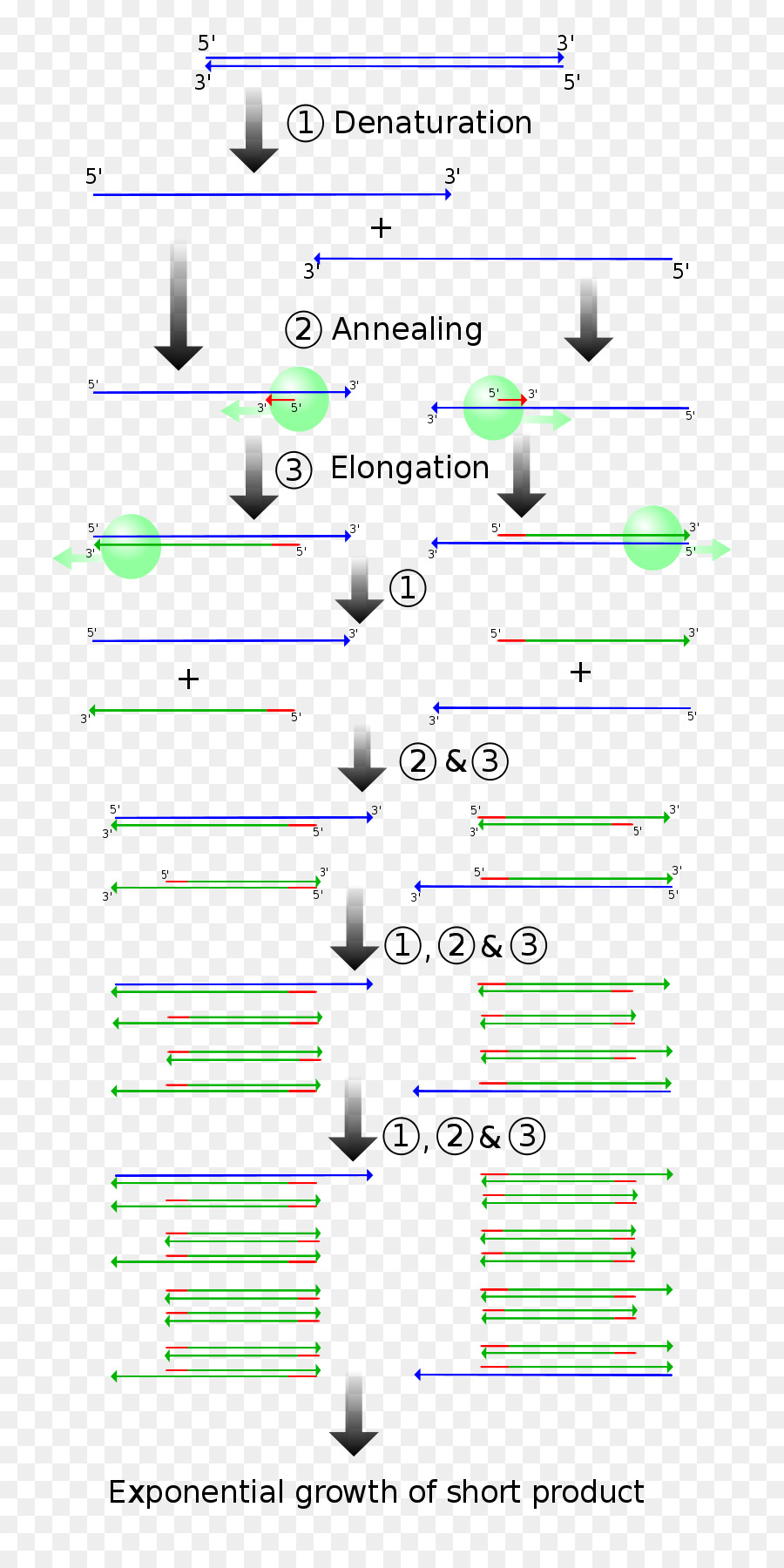 عملية Pcr，الحمض النووي PNG