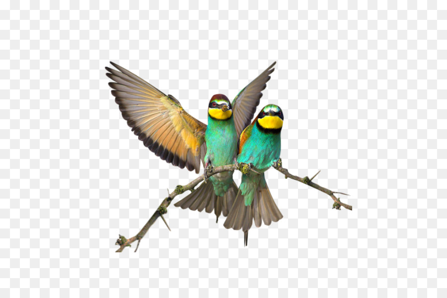 الطيور，أيقونات الكمبيوتر PNG
