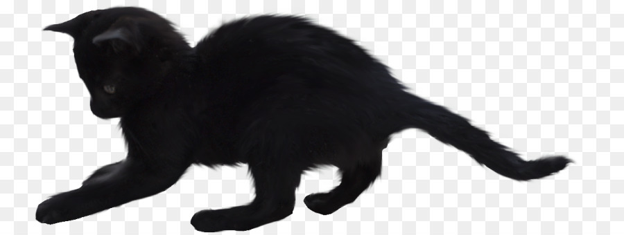 القط الأسود，شعيرات PNG