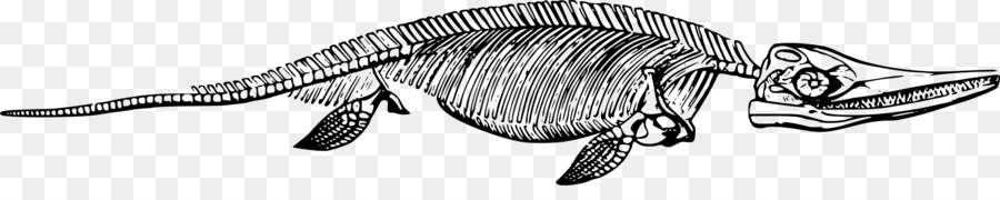 Ichthyosaur，العظام PNG