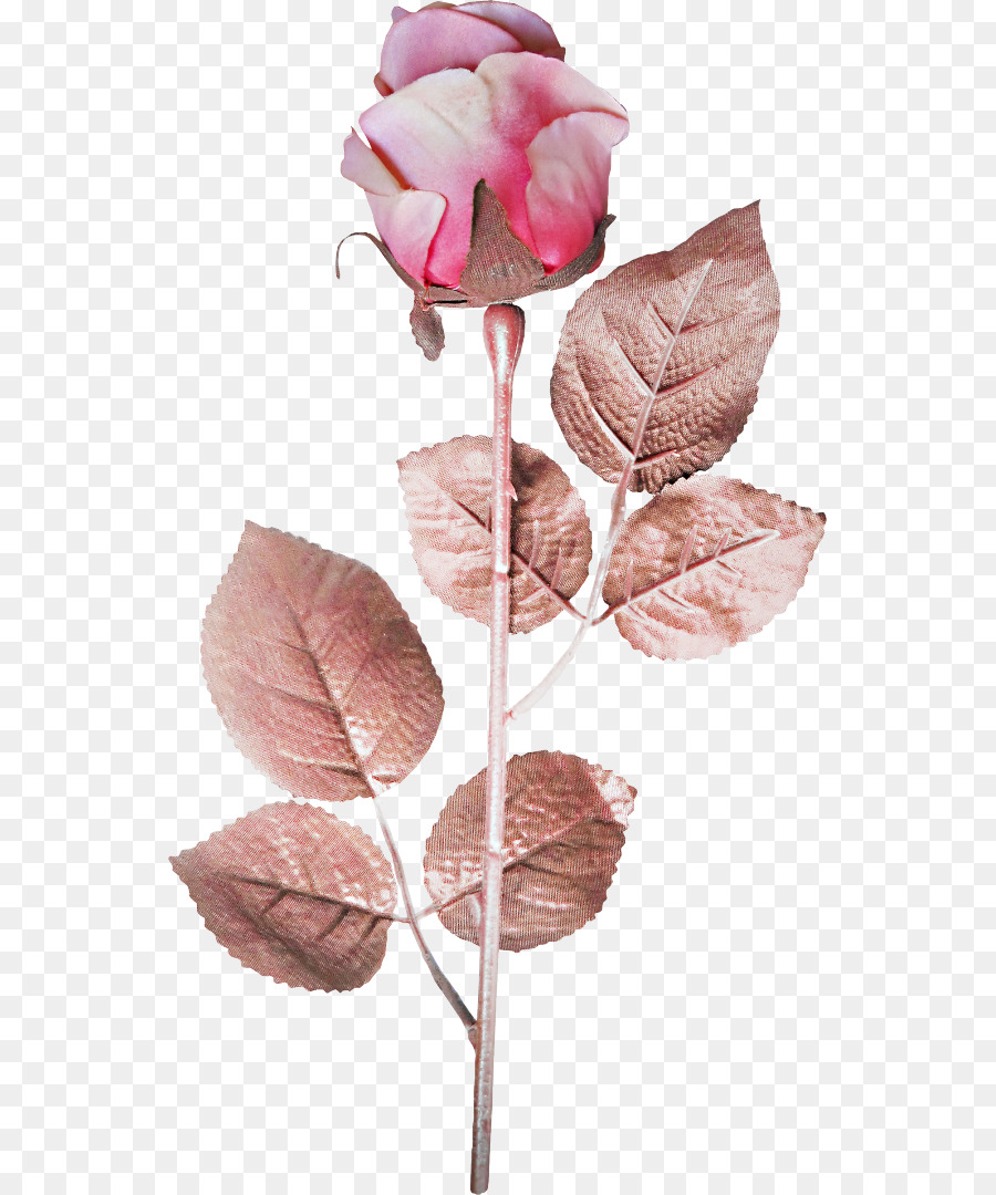 وَردَة，لا تزال الحياة الوردية الوردية PNG