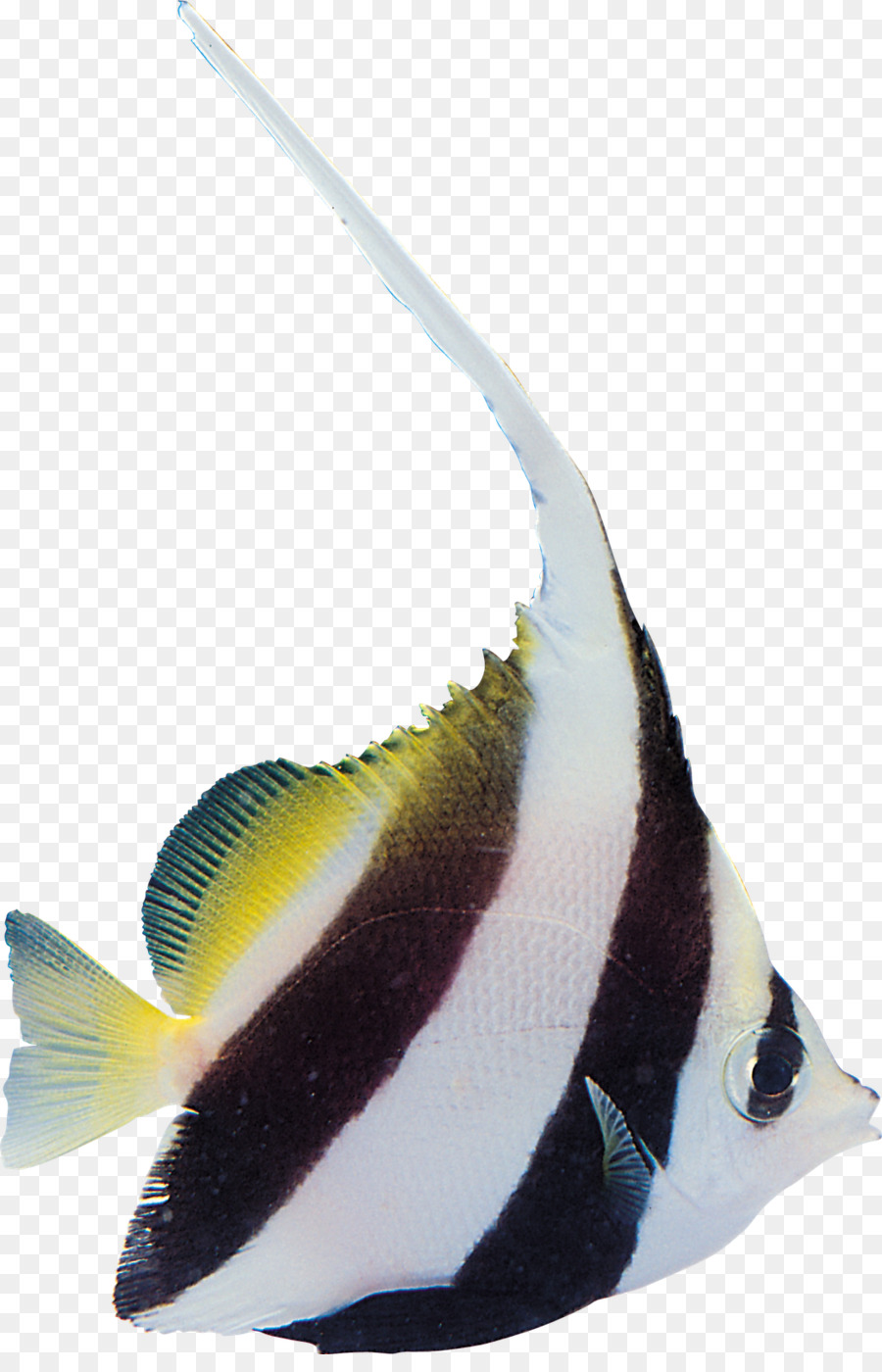 الأسماك，ياكينيكو PNG