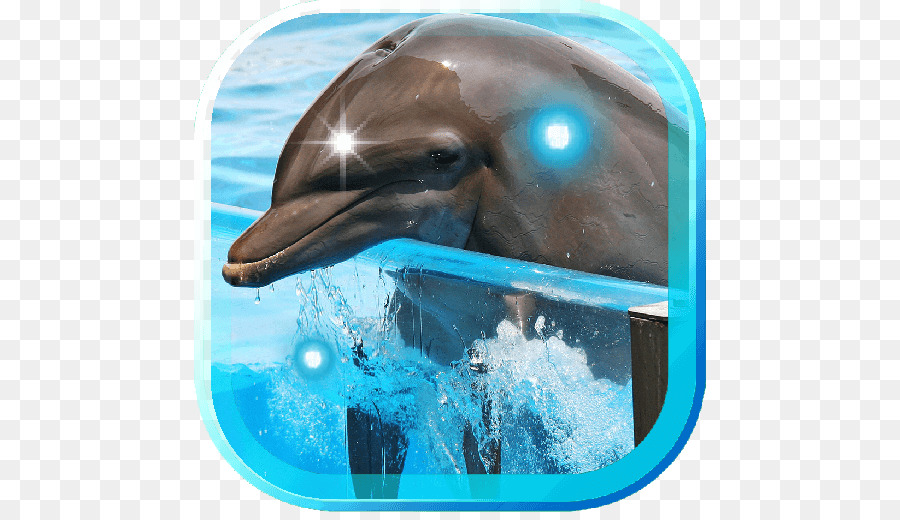 المشتركة للدلافين，Wholphin PNG