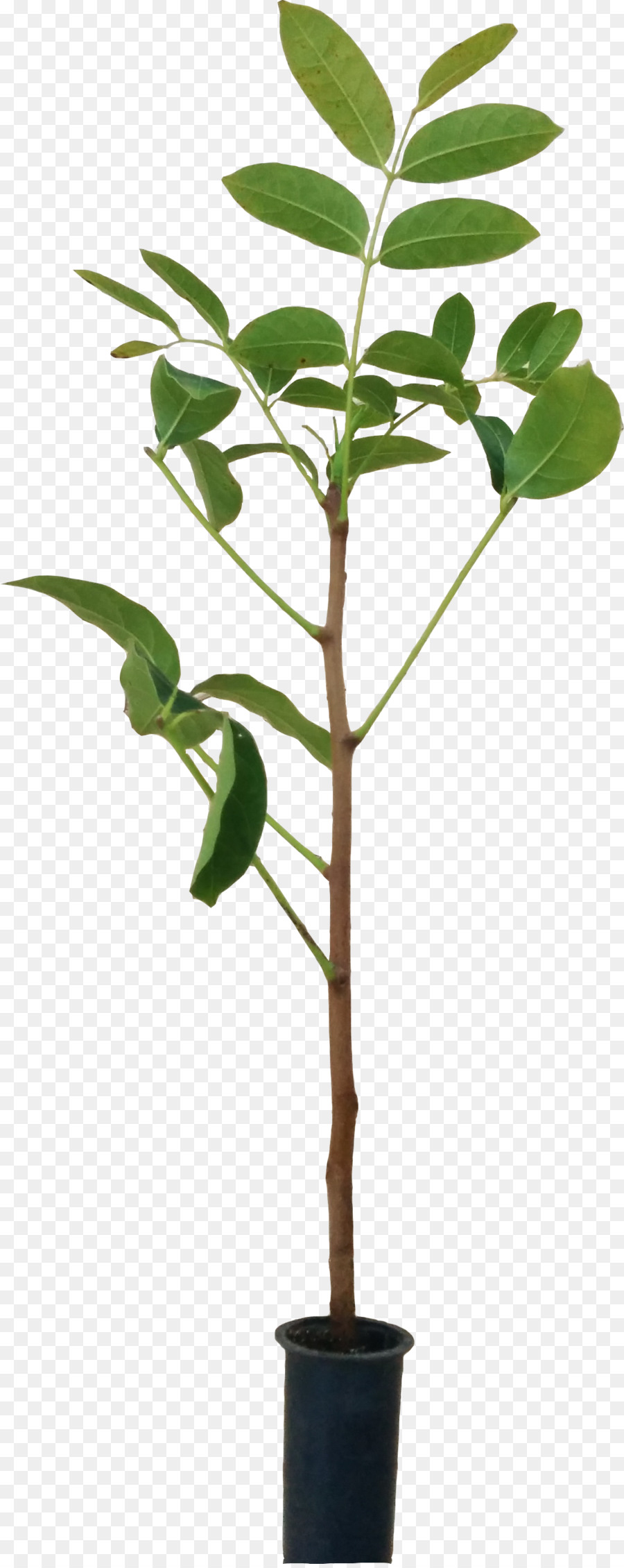 زهور，ل Houseplant PNG