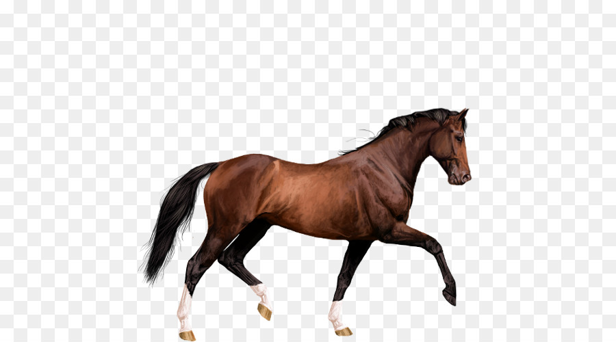 الحصان，جماح PNG