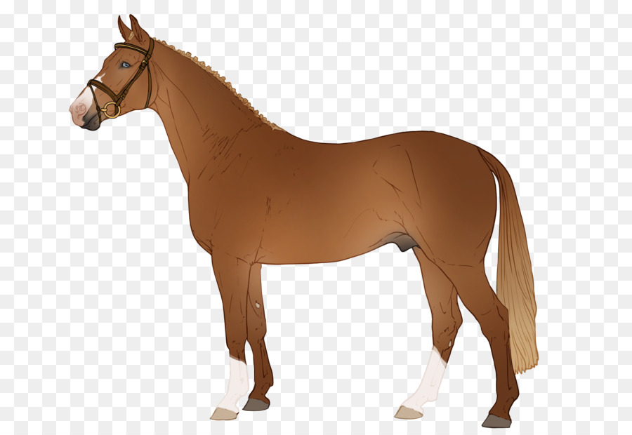 حصان عربي，موستانج PNG