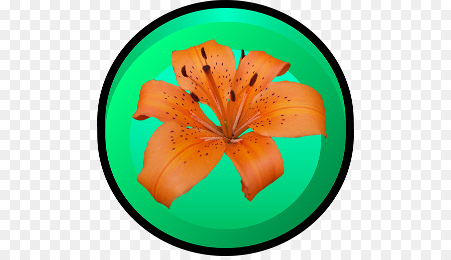 زهرة，البرتقال PNG