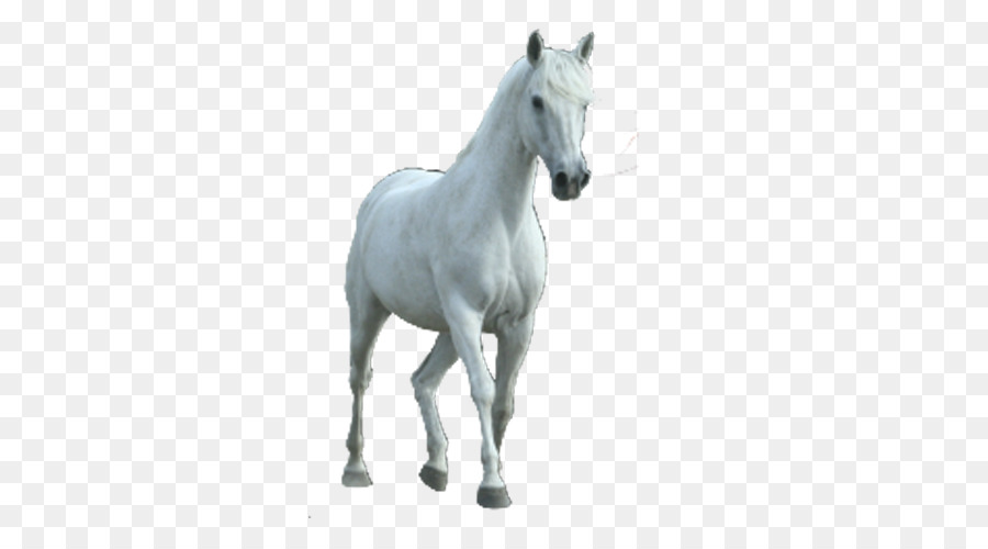 الحصان，Rgb اللون نموذج PNG