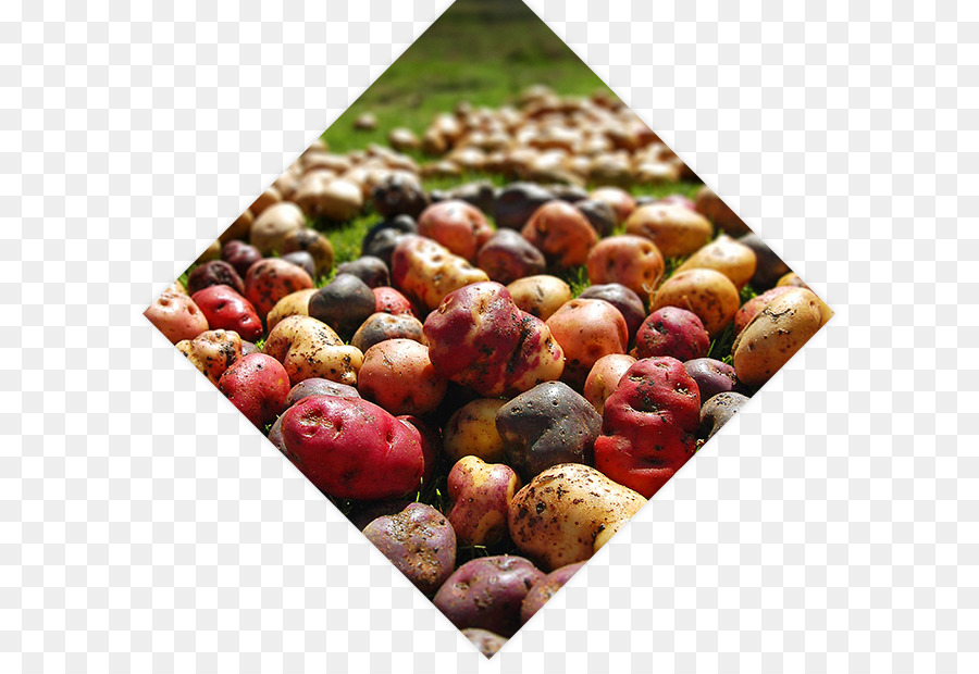 المطبخ البيروفي，البطاطس PNG