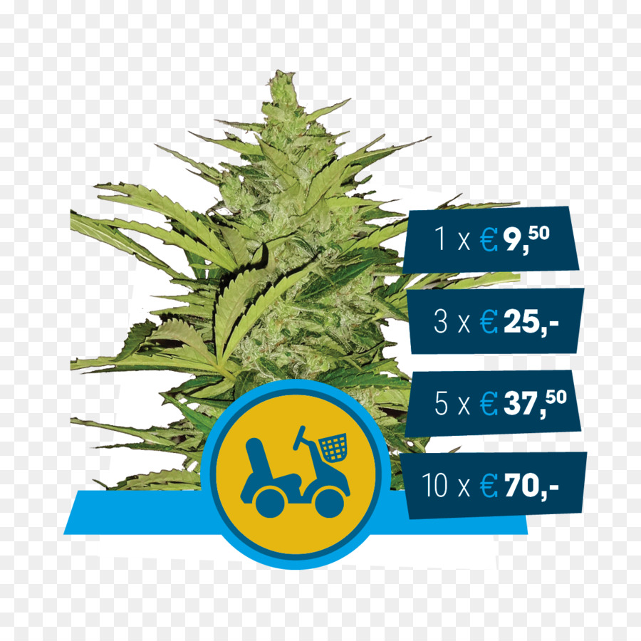 السيارة，القنب Autoflowering PNG