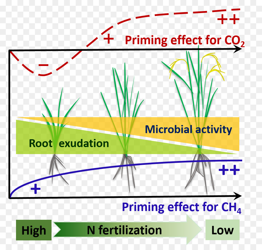 Rhizosphere，المادة العضوية في التربة PNG