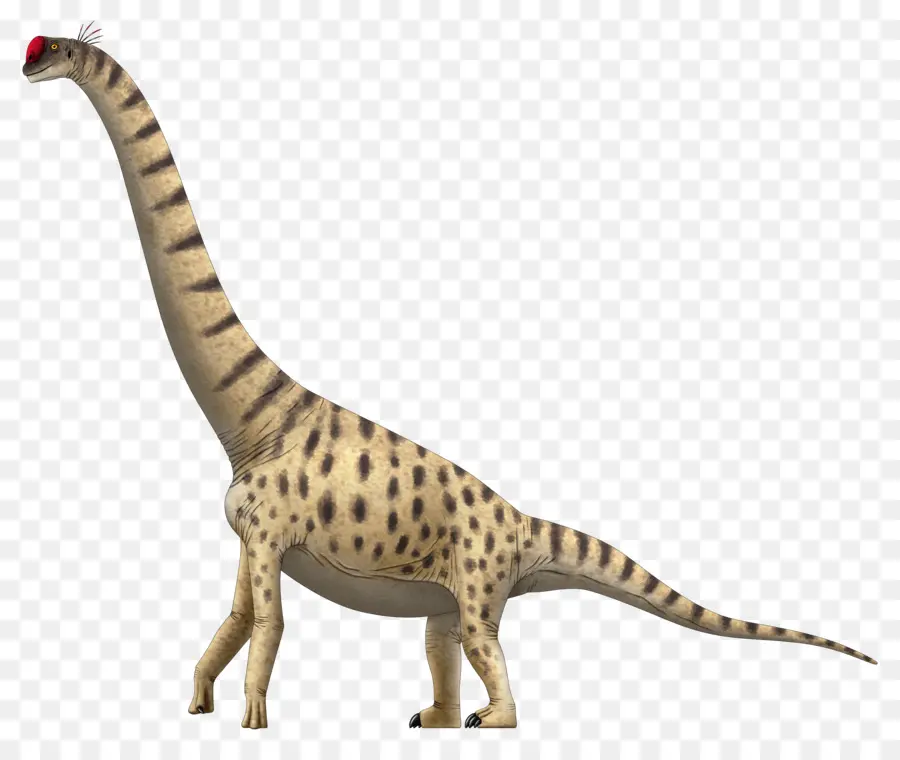 Lapparentosaurus，Giraffatitan PNG