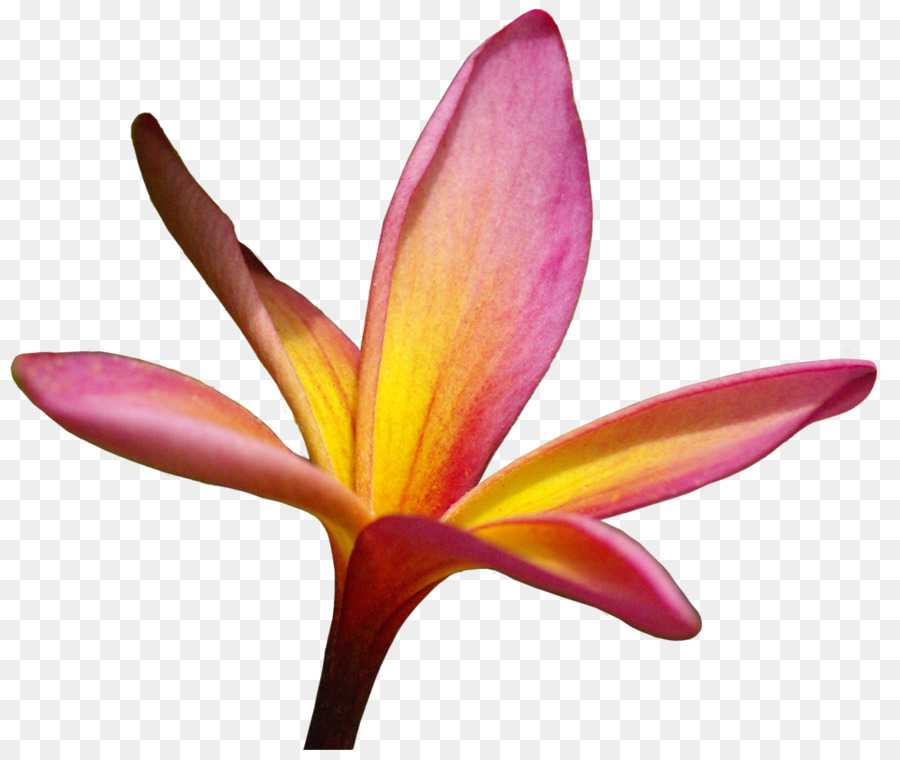 زعفران，قطع الزهور PNG