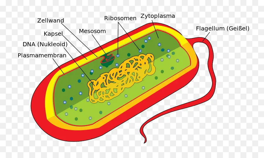 بكتيريا，خلية PNG
