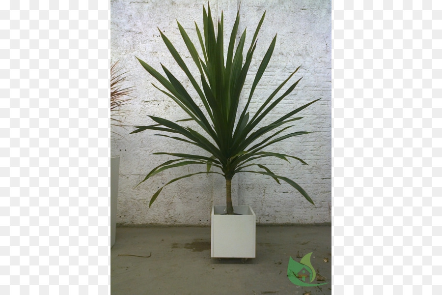 Arecaceae，اناء للزهور PNG