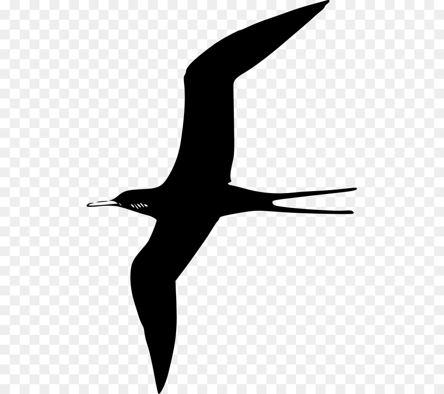 Frigatebird，الطيور PNG