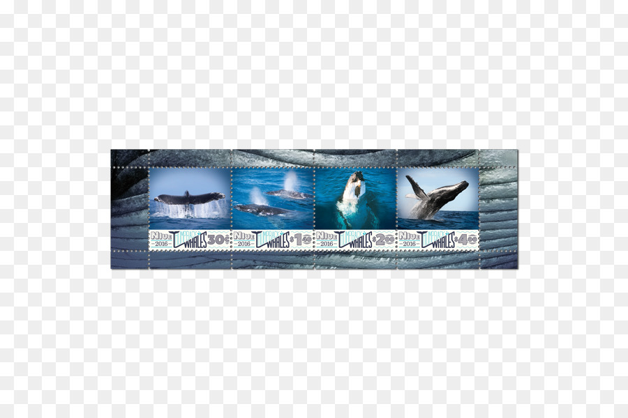 الإعلان，الثدييات البحرية PNG
