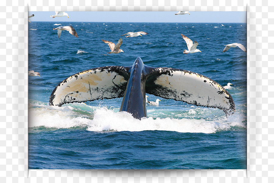 الحوت الأحدب，نقل المياه PNG