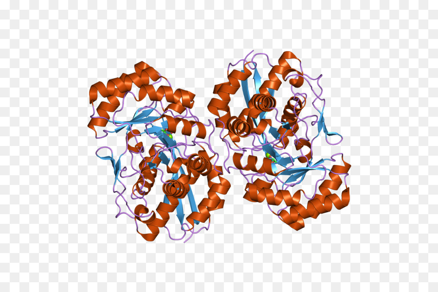 Hexosaminidase，Hexb PNG