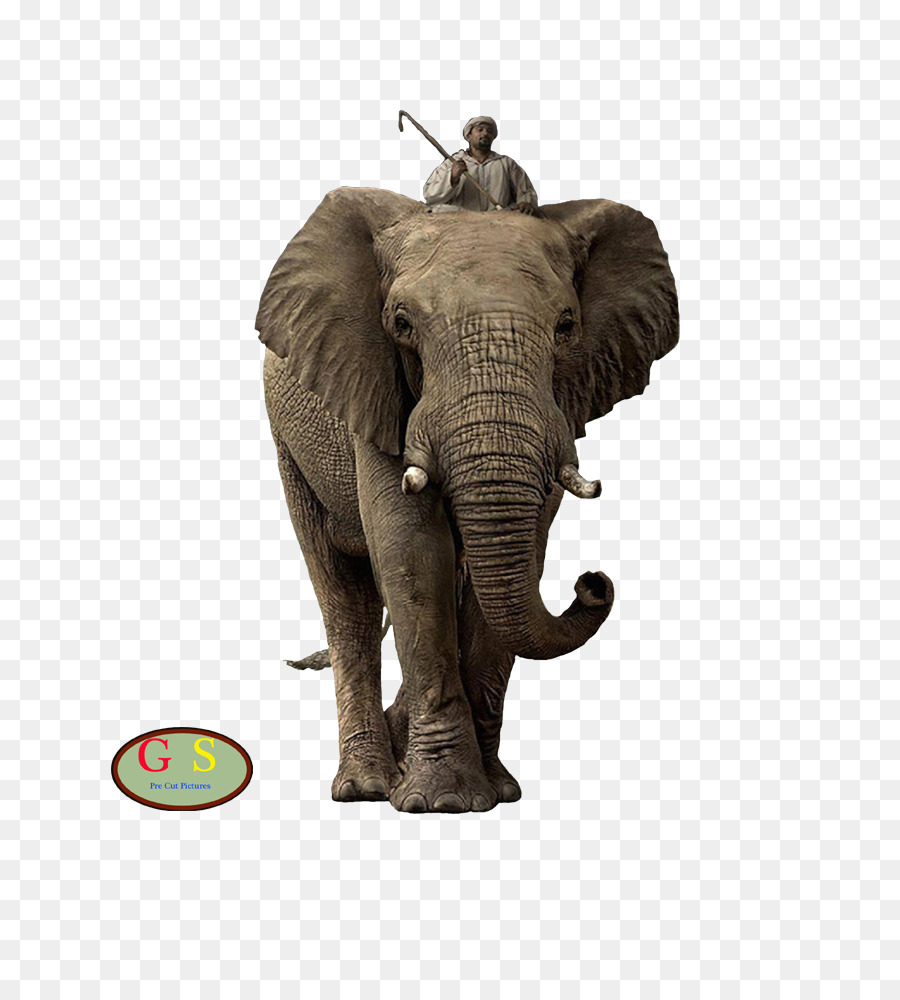 الفيل الأفريقي بوش，Elephantidae PNG