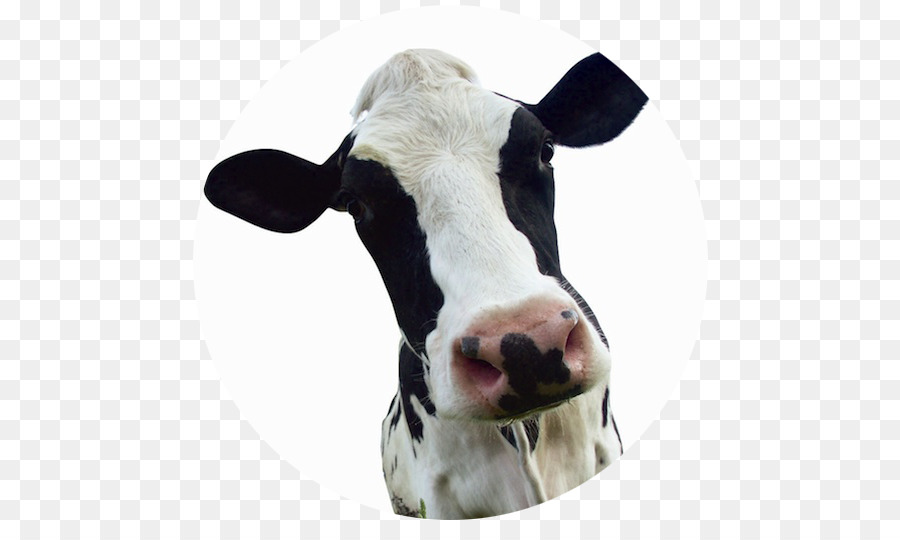 الأبقار الحلوب，العجل PNG