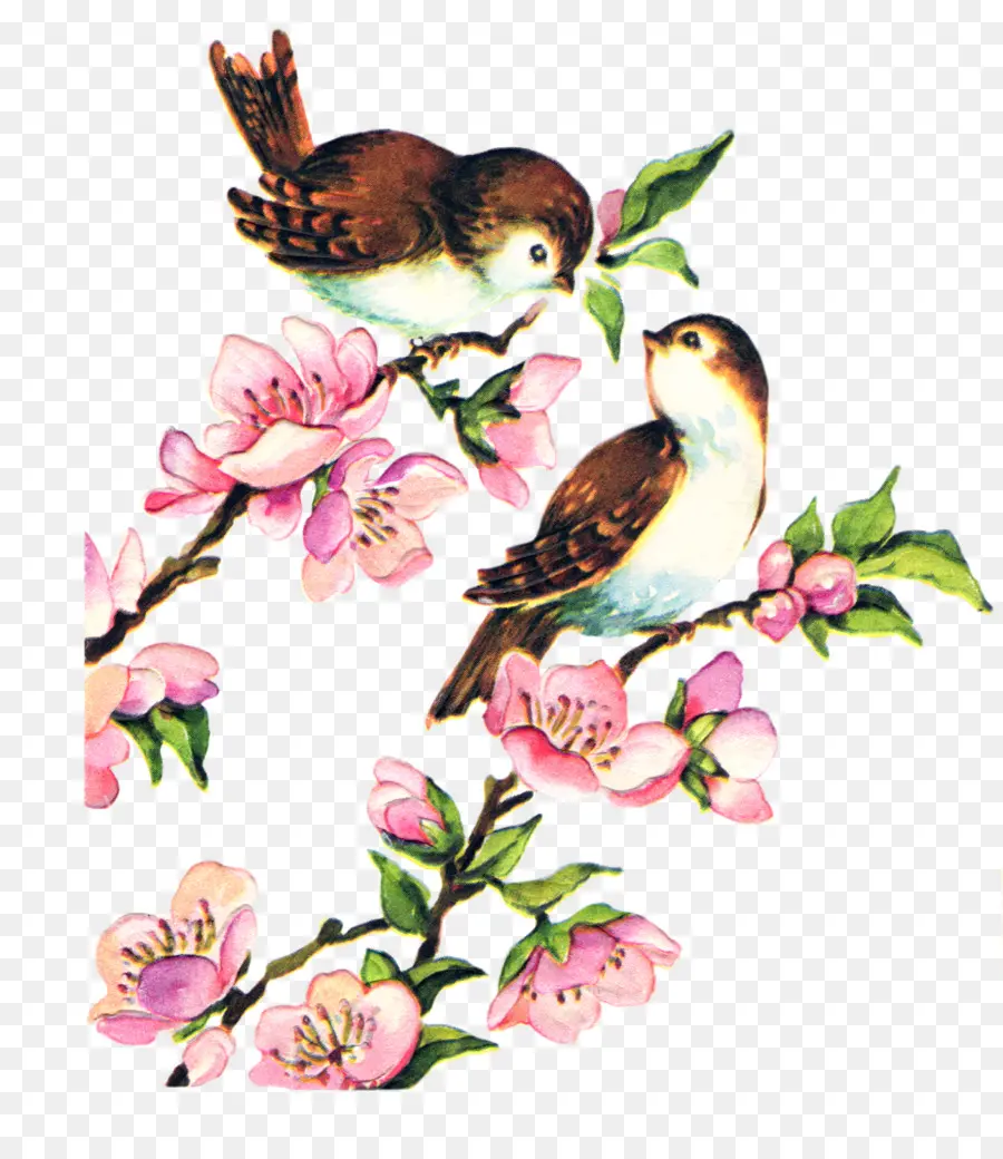 الطيور，Lovebird PNG