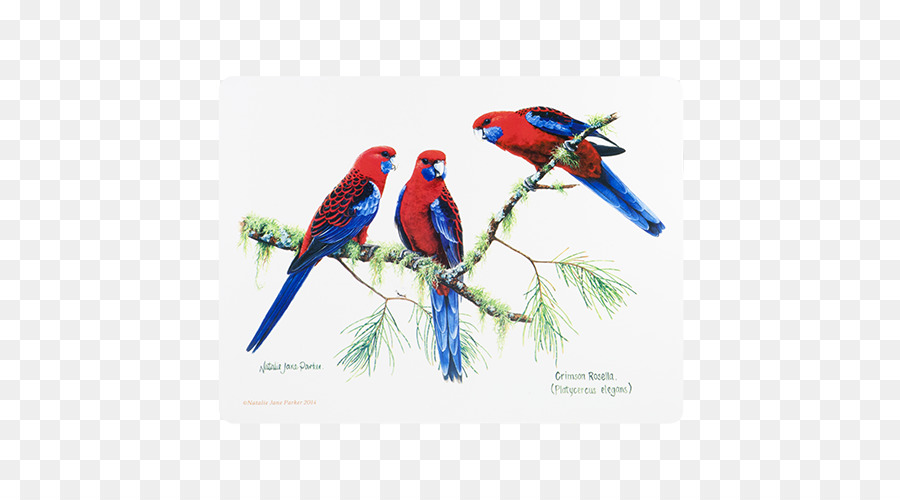 الطيور，أستراليا PNG