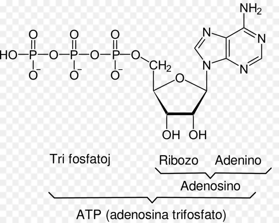 أنزيم A，أدينوسين ثلاثي الفوسفات PNG