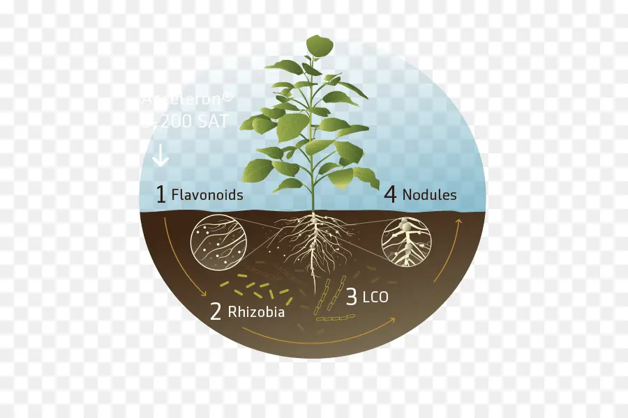 Rhizobia，فول الصويا PNG