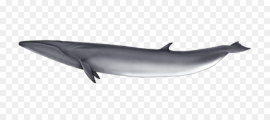 المشتركة للدلافين，Shortbeaked الدلفين الشائع PNG