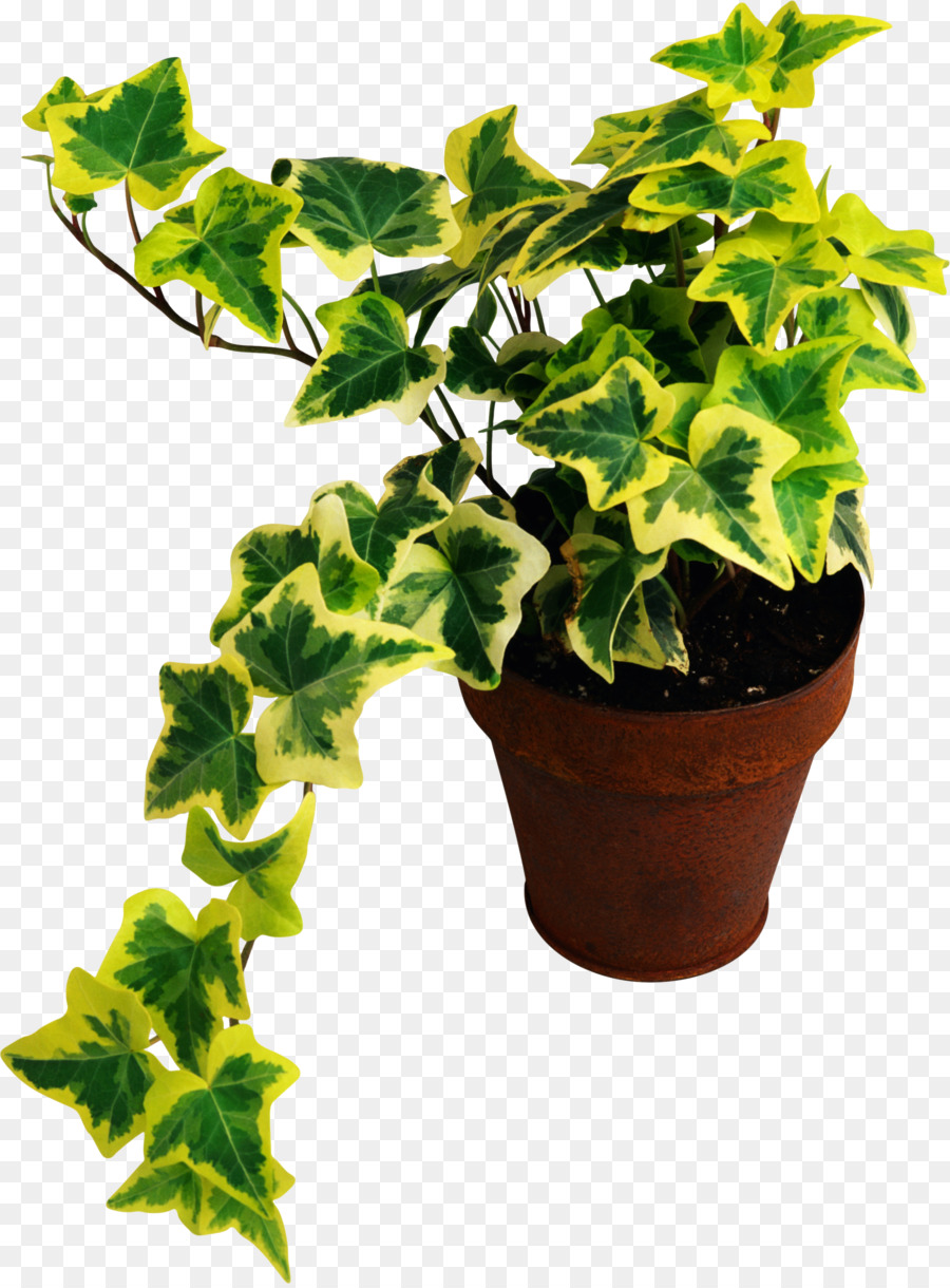 ل Houseplant，مصنع PNG