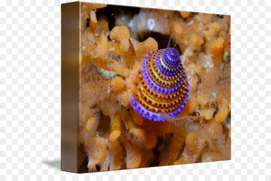 Calliostoma Annulatum，اللافقاريات PNG