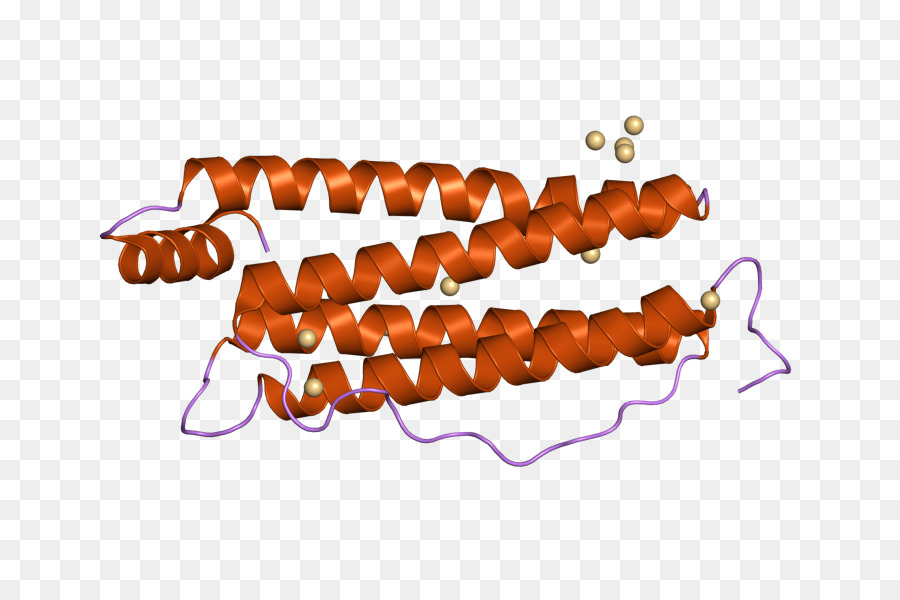 هيكل البروتين，علم الأحياء PNG